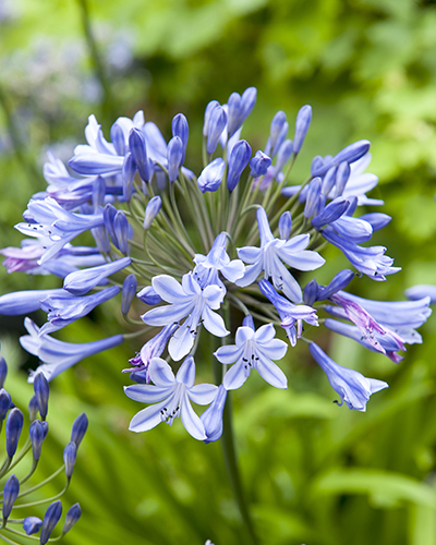 AGAPANTHUS BLUE GIANT 25 kusov